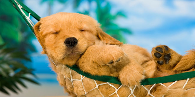 Dog-days Featured Image
