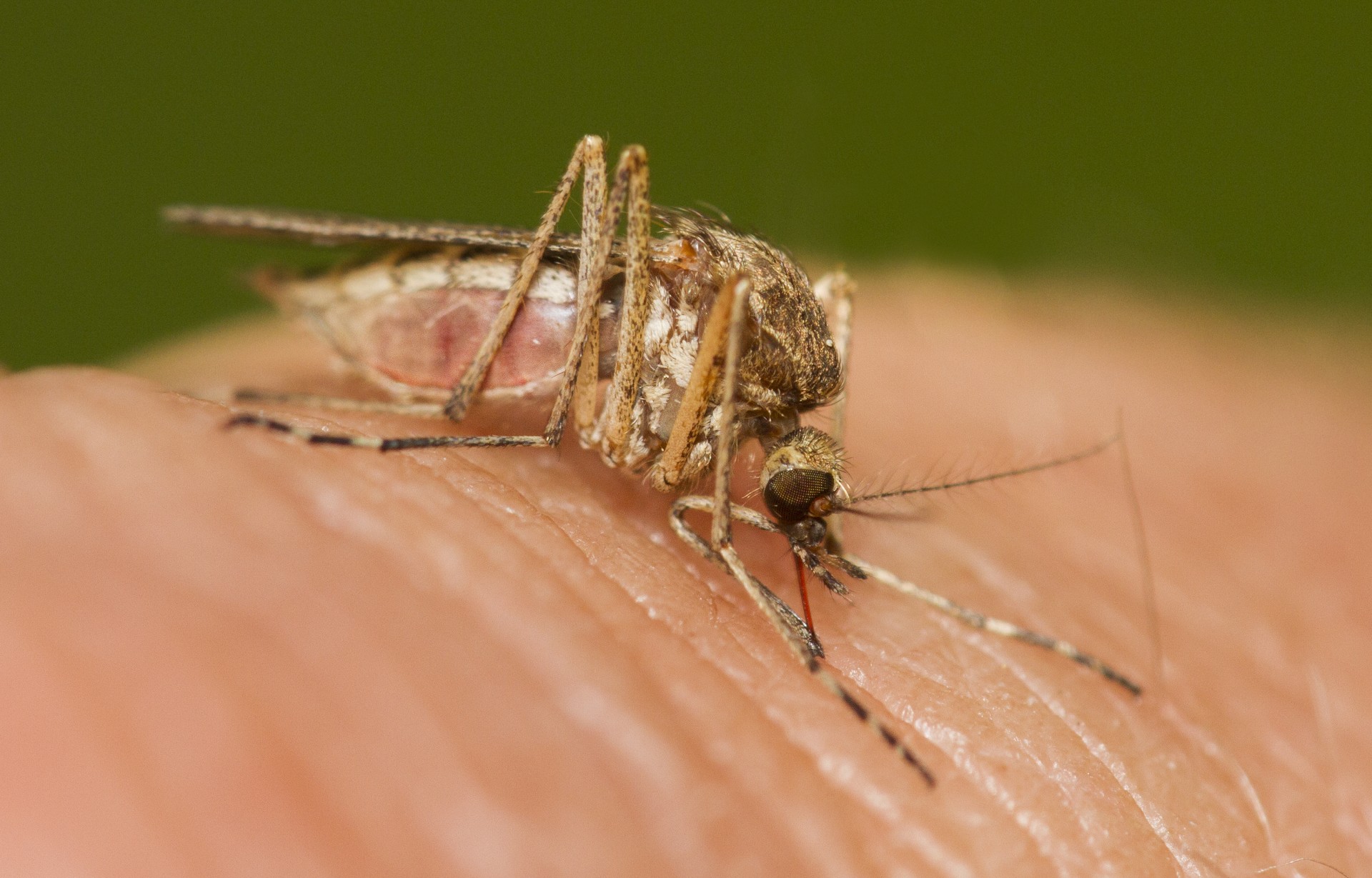 mosquito Featured Image