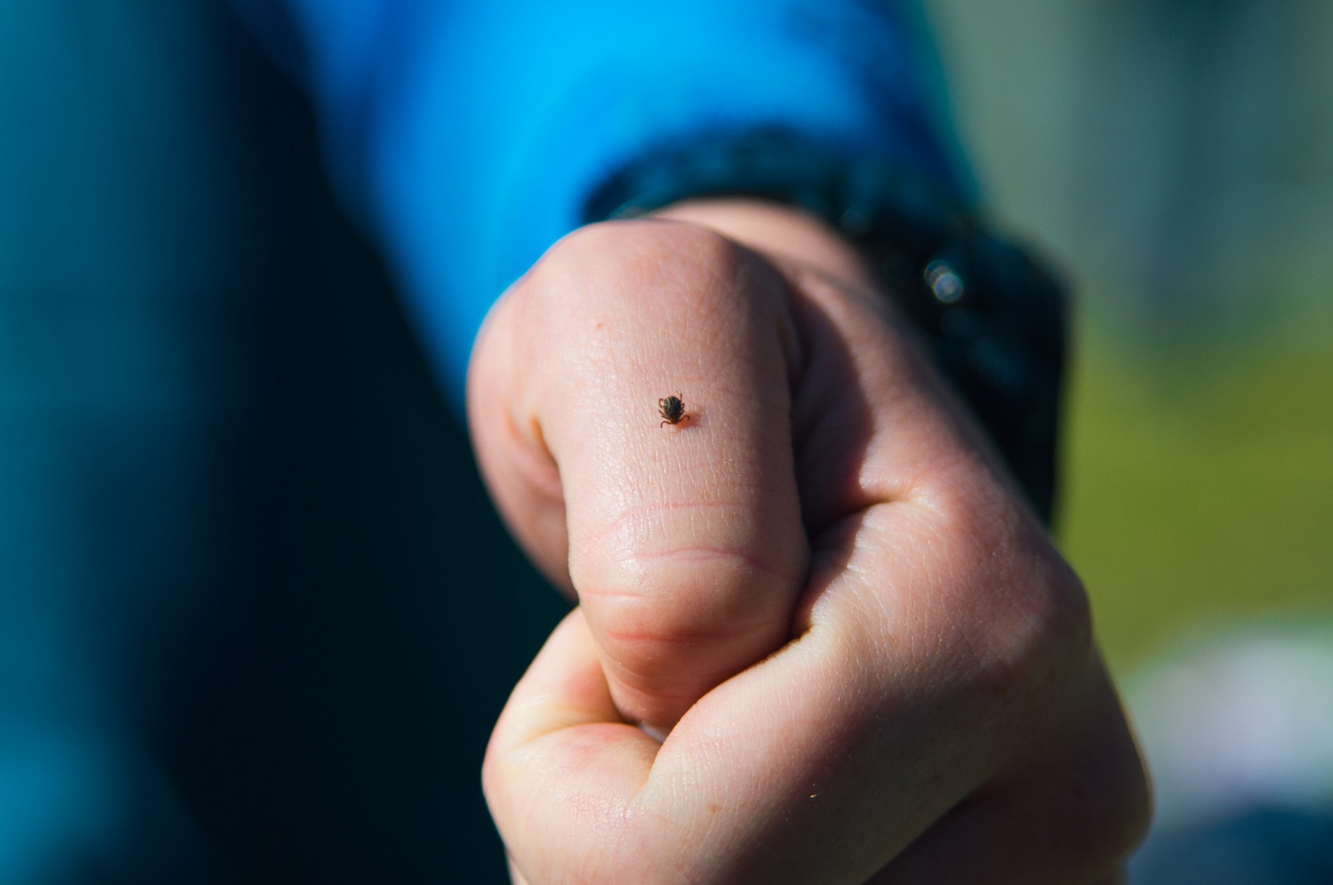 Tick1 Featured Image